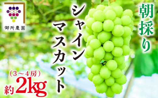 【先行予約】 シャインマスカット 2kg 3～4房  ＜出荷時期：2025年8月下旬～2025年9月下旬頃＞フルーツ ぶどう 葡萄 【内祝い 内祝 お祝い 御祝い 御祝 お礼 御礼 プレゼント ギフト 贈り物 御所農園 徳島県 阿波市 】 1323646 - 徳島県阿波市