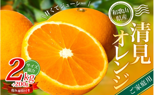 ＼レビューキャンペーン中/[家庭用] 森本農園の手選別 清見オレンジ 約2kg +200g傷み補償付 和歌山県産 サイズ混合 [北海道・沖縄・離島配送不可]※2025年2月上旬〜5月中旬頃順次発送[RN21] / 柑橘 ご家庭用 期間限定 由良町 果物 フルーツ 和歌山県[mrmt021]