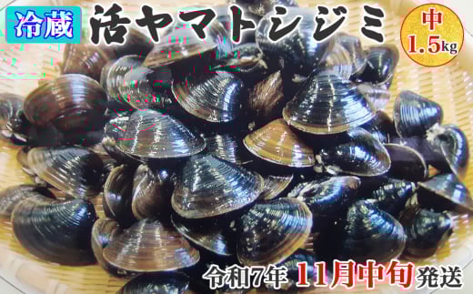 [令和7年11月中旬発送] 青森県十三湖産【冷蔵】活ヤマトシジミ 中 1.5kg｜十三湖産 青森 津軽 つがる しじみ みそ汁 味噌汁 しじみ汁 [0565] 1224321 - 青森県つがる市