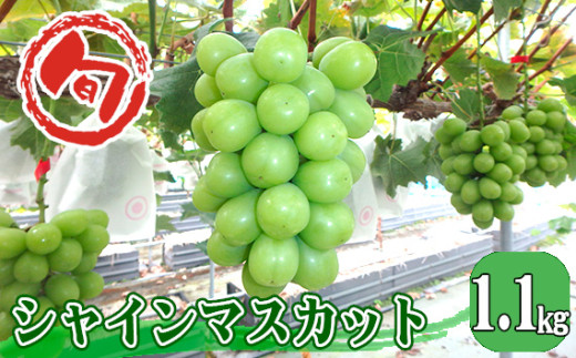 シャインマスカット 約1.1kg / 葡萄 ブドウ 果物 広島県 特産品