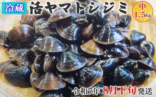 [令和7年8月下旬発送] 青森県十三湖産【冷蔵】活ヤマトシジミ 中 1.5kg｜十三湖産 青森 津軽 つがる しじみ みそ汁 味噌汁 しじみ汁 [0562] 1224318 - 青森県つがる市