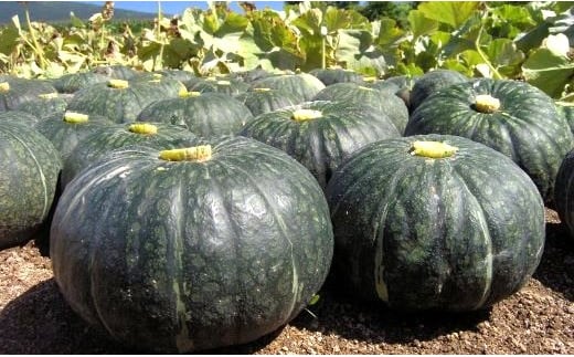 かぼちゃ(粉質系)5~6玉 10kg 309492 - 北海道中富良野町