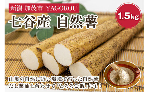 【新潟県加茂市七谷産】自然薯 1.5kg 《12月上旬〜順次発送》じねんじょ 山芋 とろろかけご飯 豊かな山水で育った自然薯 加茂市 YAGOROU ヤゴロウ 2068707 - 新潟県加茂市