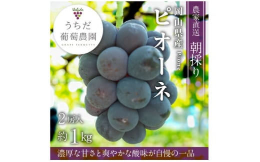 朝採りピオーネ2房入(約1kg)【1394886】 820088 - 岡山県津山市