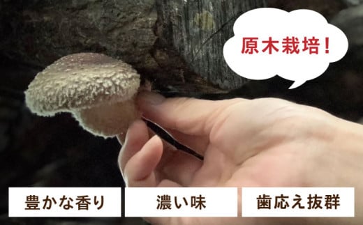 乾燥 しいたけ 椎茸 きのこ キノコ 小分け 北海道 