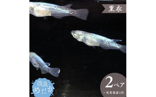 【黒衣】美しき 改良めだか （２ペア+死着保証１匹） メダカ めだか めだか屋らん 1943573 - 千葉県八街市