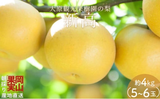 【2025年先行予約】［大原観光果樹園］岡山県産 旬の梨（新高）（約4kg ５～６玉）
