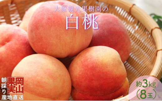 【2025年先行予約】［大原観光果樹園］岡山県産 旬の朝採れ白桃 1箱（約3kg 8玉）