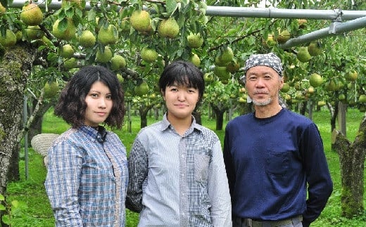 西洋梨(ラ・フランス)6kg(3kg×2箱) ご家庭用 0047-2512 314202 - 山形県上山市