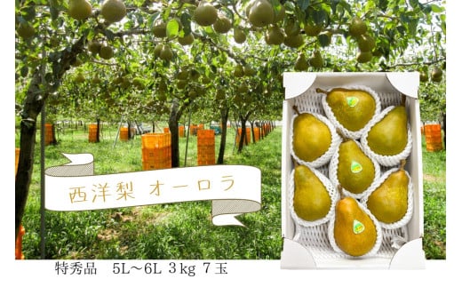 西洋梨（オーロラ）３ｋｇ　７玉　５L～６L　特秀品　0062-2503 1056761 - 山形県上山市