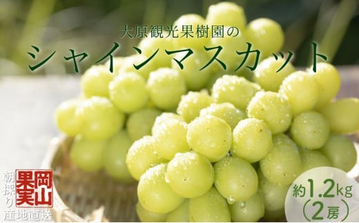 【2025年先行予約】［大原観光果樹園］シャインマスカット 2房（約1.2kg）