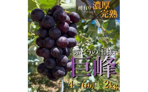 【先行予約】 巨峰 4～6房 2kg  2025年8月下旬発送開始  朝採れ 新鮮 減農薬 和歌山県 巨峰村 農園直送