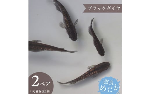 【ブラックダイヤ】美しき 改良めだか（２ペア+死着保証１匹）メダカ めだか 1943571 - 千葉県八街市
