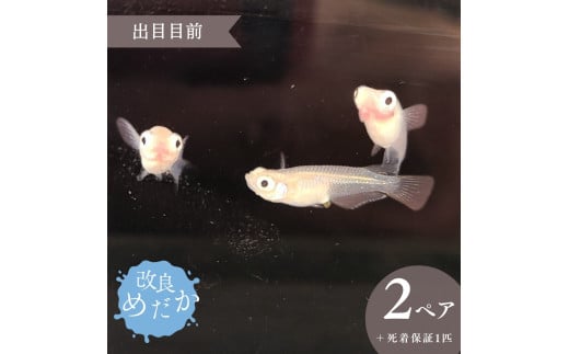 【出目目前】美しき 改良めだか （２ペア+死着保証１匹） メダカ めだか めだか屋らん 1943575 - 千葉県八街市