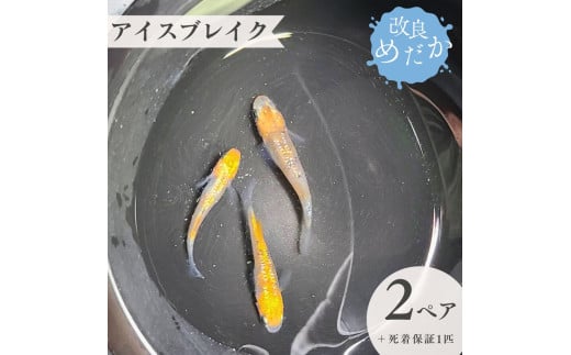 【アイスブレイク】美しき 改良めだか （２ペア+死着保証１匹） メダカ めだか めだか屋らん 1943574 - 千葉県八街市