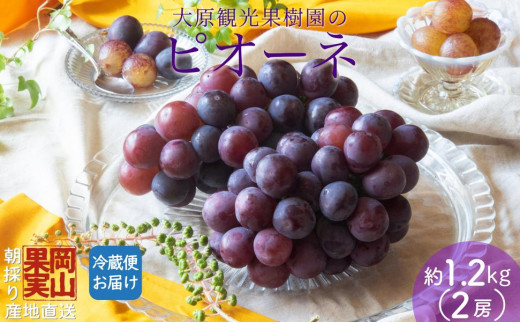 【2025年先行予約】［大原観光果樹園］ピオーネ 2房（約1.2kg）