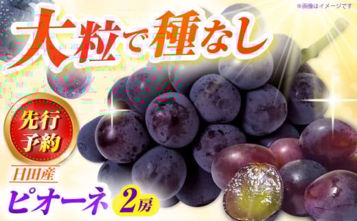 【先行予約 ・25年9月以降順次発送】 ピオーネ 1箱（600〜700g×2房） 日田市 / JAおおいた　 [AREW004] 2045971 - 大分県日田市