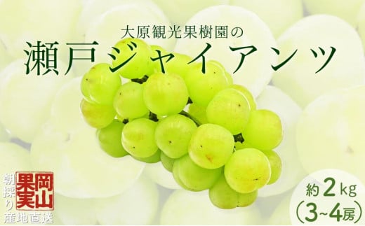 【2025年先行予約】［大原観光果樹園］瀬戸ジャイアンツ  3～4房（約2kg）