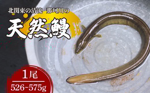 天然鰻 北関東の清流「那珂川産」 1尾 526～575g 真空冷凍  | 鰻 うなぎ ウナギ 天然 天然うなぎ 希少 貴重 鮮魚 新鮮 北関東 清流 蒲焼 かば焼き 白焼き 炭火焼 うな重 うな丼  Riverline 栃木県 茂木町 2090644 - 栃木県茂木町
