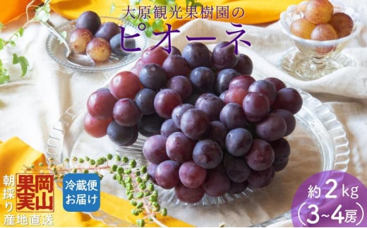 【2025年先行予約】［大原観光果樹園］ピオーネ 3～4房（約2kg）化粧箱入り
