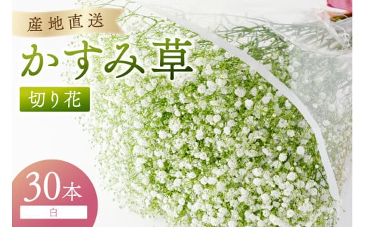 湊園芸直送 カスミ草 切り花 白