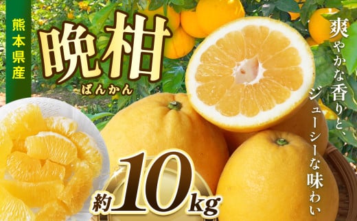 熊本県産 晩柑 約10㎏ | 果物 くだもの フルーツ 柑橘 柑橘類 みかん ミカン 晩柑 和製グレープフルーツ 熊本県 玉名市 1358483 - 熊本県玉名市