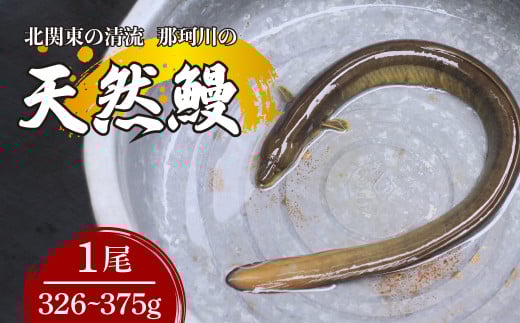 天然鰻 北関東の清流「那珂川産」 真空冷凍 1尾 326～375g | 鰻 うなぎ ウナギ 天然 天然うなぎ 希少 貴重 鮮魚 新鮮 北関東 清流 蒲焼 かば焼き 白焼き 炭火焼 うな重 うな丼 Riverline 栃木県 茂木町 2090648 - 栃木県茂木町