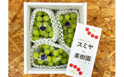 ぶどう(シャインマスカット)1.5kg(房小さめ) 0047-2509 1097161 - 山形県上山市