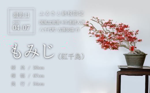 春の芽吹きを迎えた盆栽を撮影
(撮影日：2025/04/07)