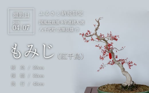 春の芽吹きを迎えた盆栽を撮影
(撮影日：2025/04/07)