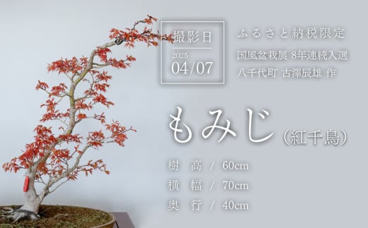 春の芽吹きを迎えた盆栽を撮影
(撮影日：2025/04/07)