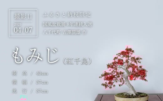 春の芽吹きを迎えた盆栽を撮影
(撮影日：2025/04/07)