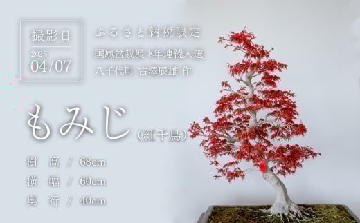 春の芽吹きを迎えた盆栽を撮影
(撮影日：2025/04/07)