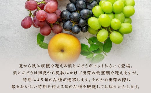 数量限定 よらん野 特選梨とぶどうセット(品種おまかせ)