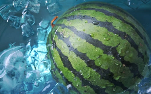 大玉 すいか 1玉入 約5kg【2025年4月下旬～7月上旬発送予定】