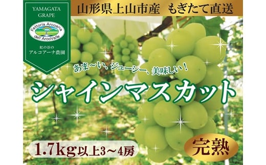 【樹上完熟】シャインマスカット　１.７ｋｇ（もぎたて直送）　0148-2513 468537 - 山形県上山市