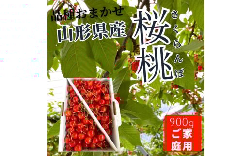 朝採りさくらんぼ（品種おまかせ）９００ｇ以上　ご家庭用　0079-2504 897998 - 山形県上山市