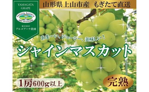 【樹上完熟】シャインマスカット　１房（もぎたて直送）　0148-2511 1063958 - 山形県上山市