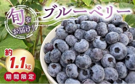 116-04 期間限定!とれたて新鮮ブルーベリー約1.1kg 1250784 - 鹿児島県南九州市