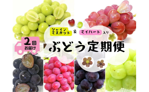 HF-5.【産地直送】岡山シャインマスカット＆マイハート入り！新鮮ぶどう定期便２．４ｋｇ(４～６房)　２回に分けてお届け！ 336003 - 岡山県真庭市