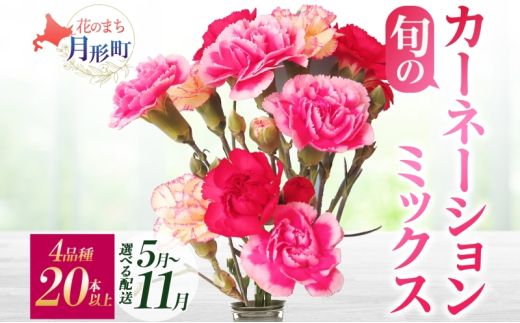 [2025年10月お届け]旬のカーネーションミックス 4品種20本保証 0762