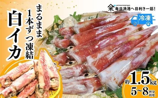 【先行予約】【白イカ約1.5kg（5-8杯程度入）冷凍】令和7年7月中旬以降、順次発送予定 下処理済み 産地直送 鮮度抜群 大人気 ふるさと納税 香美町 香住 送料無料 イカ 白いか 山米鮮魚 26000円 74-06