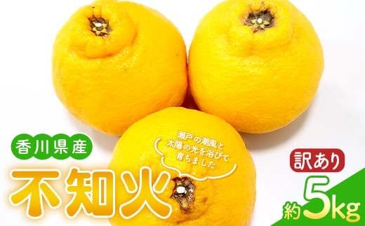 【先行予約2026年2月～3月頃お届け】 訳あり家庭用不知火(約5kg) しらぬい 柑橘 果物 香川 みかん F5J-955
