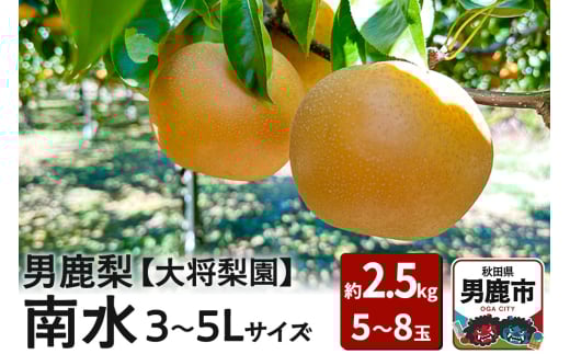 【先行受付】男鹿梨 「大将梨園」南水 約2.5kg 5～8玉 3～5L 梨 秋田県 男鹿市 旬の果物 2128359 - 秋田県男鹿市