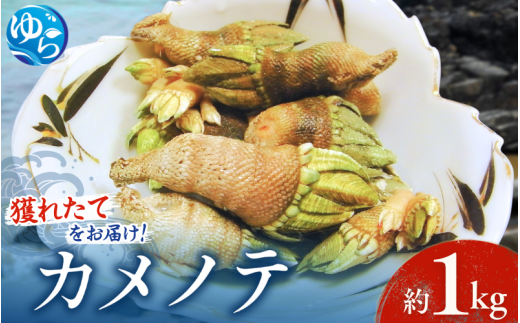【素潜り漁師直送】海の珍味！カメノテ1kg　獲りたてをお届けします！【skmn010】 1035909 - 和歌山県由良町