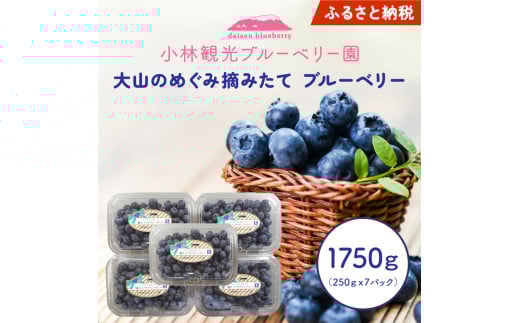 【期間限定】大山のめぐみ摘みたてブルーベリー 1750g KB-02 2046077 - 鳥取県大山町