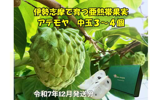 伊勢志摩産 アテモヤ 中玉３～４個 約1.2kg やまで農園 令和7年12月発送 世界三大美果 果物 ふるさと 納税 くだもの フルーツ 森の アイス クリーム 送料無料 産直 事前予約 三重 南伊勢 1317024 - 三重県南伊勢町