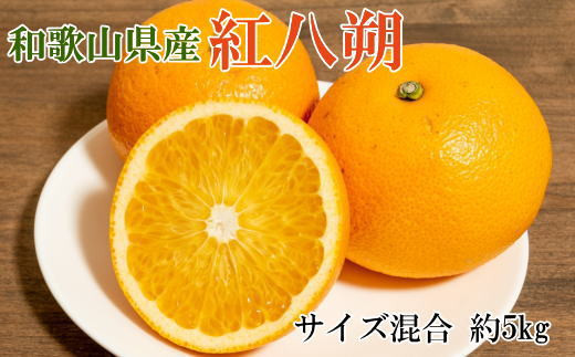 【2026年発送先行予約】【希少品】和歌山県産紅八朔約5kg（サイズ混合）※2026年1月下旬～2026年2月中旬頃ごろ順次発送［TM88］【tec944A】