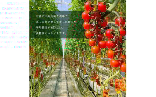 衛生的な農場で育てられた高糖度ミニトマト。