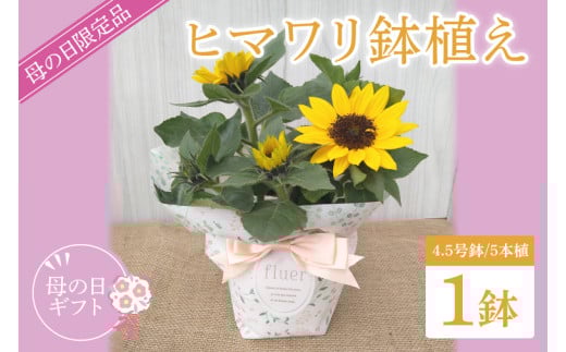 【母の日ギフト】【遅れてごめんね】ヒマワリ鉢植え　1鉢入り｜ひまわり ヒマワリ 花 お花 鉢植え 母の日 母の日ギフト ギフト 贈り物 プレゼント 茨城県 行方市(EH-23) 2084559 - 茨城県行方市